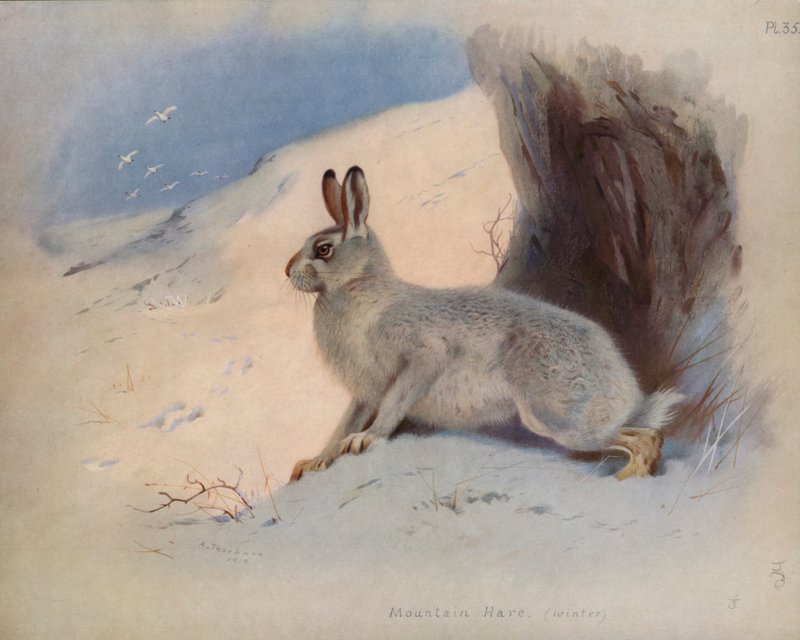 Mountain Hare (شتاء) بواسطة أرشيبالد ثوربورن
