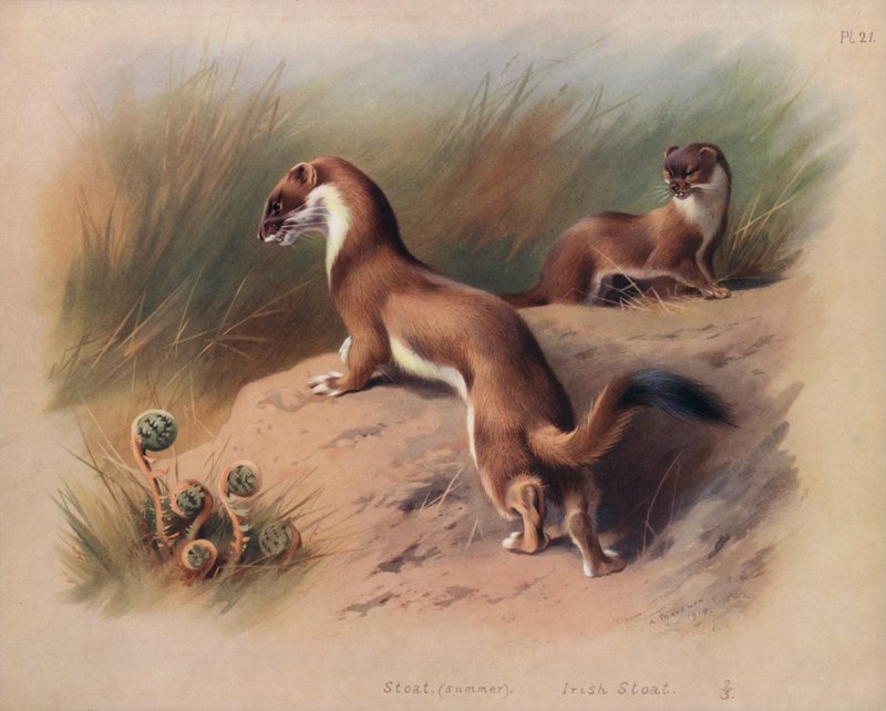 Stoat (summer), Irish Stoat (colour litho) بواسطة أرشيبالد ثوربورن