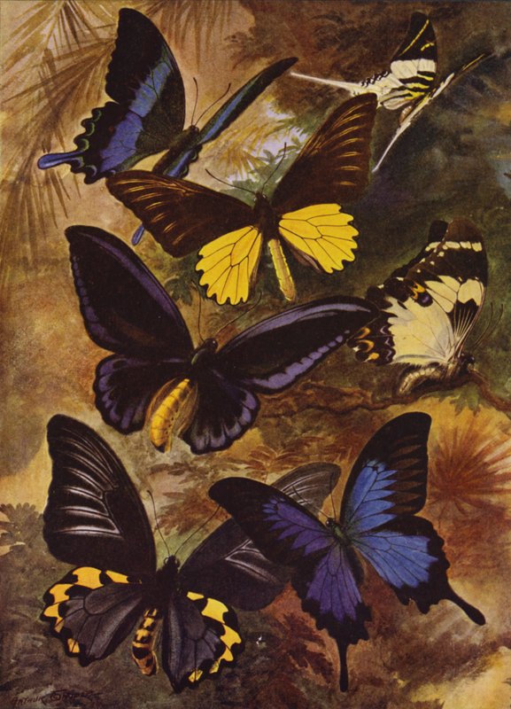 Beautiful Butterflies: Black and gold butterflies from the East Indies (colour litho) بواسطة آرثر تويدل