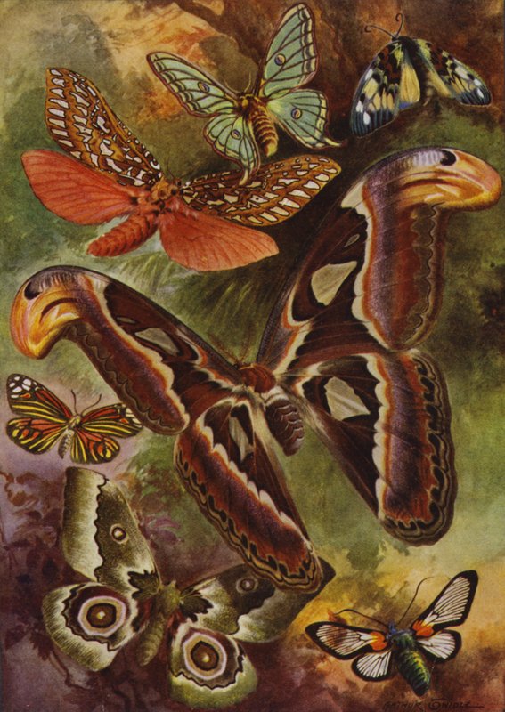 Beautiful Butterflies: The Great Atlas and various moths (colour litho) بواسطة آرثر تويدل