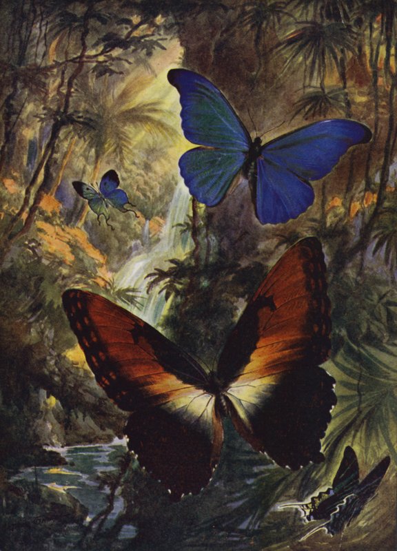 Beautiful Butterflies: The two finest morphos (colour litho) بواسطة آرثر تويدل