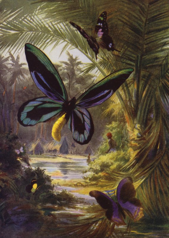 الفراشات الجميلة: Troides Alexandrae ، الأكبر من بين جميع الفراشات (لون ليثو) بواسطة آرثر تويدل