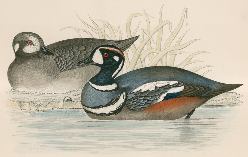 Harlequin Duck بواسطة بيفرلي آر موريس