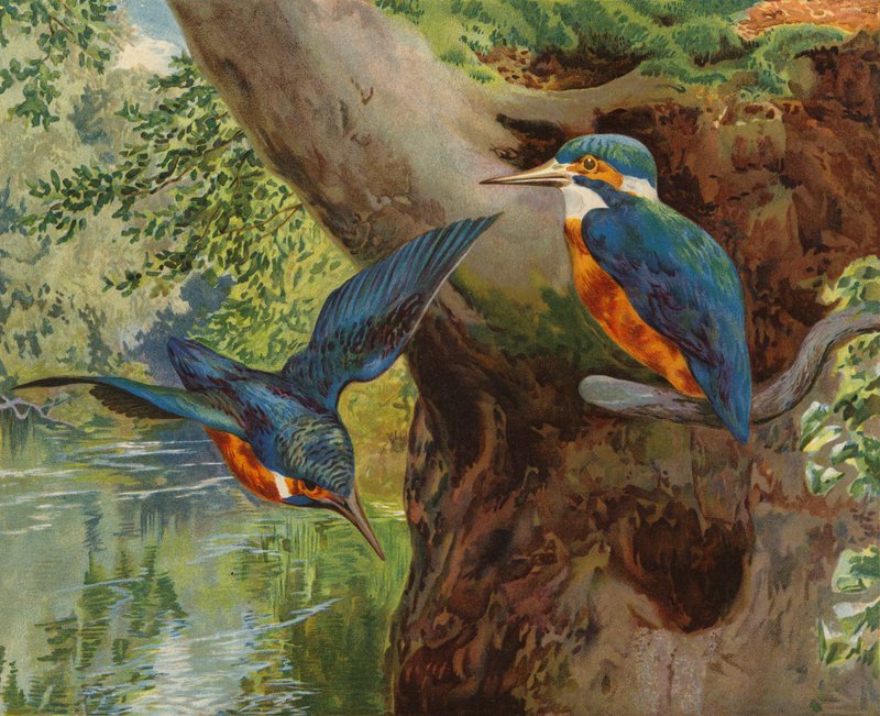 Kingfishers (كروموليثو) بواسطة تشارلز كولينز