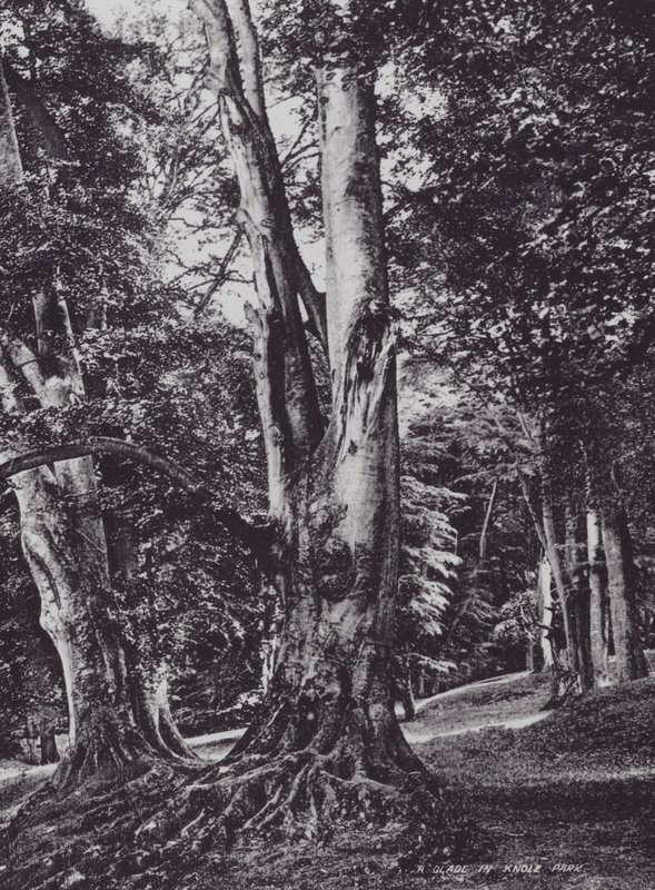 A Glade in Knole Park (صورة b / w) بواسطة تشارلز إسينهيج كورك