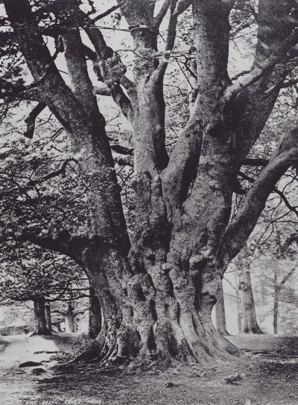 King Beech ، Knole Park (صورة b / w) بواسطة تشارلز إسينهيج كورك