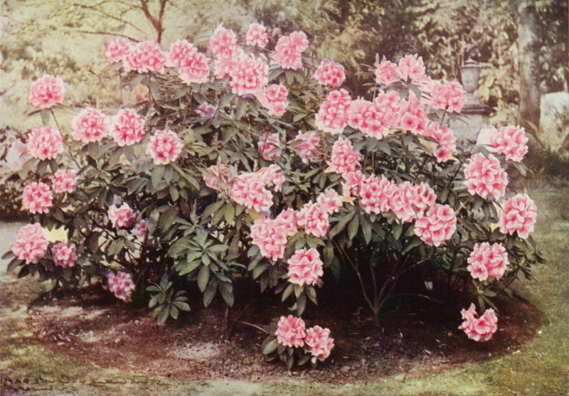 Rhododendron Pink Pearl ، في "The Heights ،" Witley ، سكن السيدة Farnham (صورة ملونة) بواسطة تشارلز إسينهيج كورك