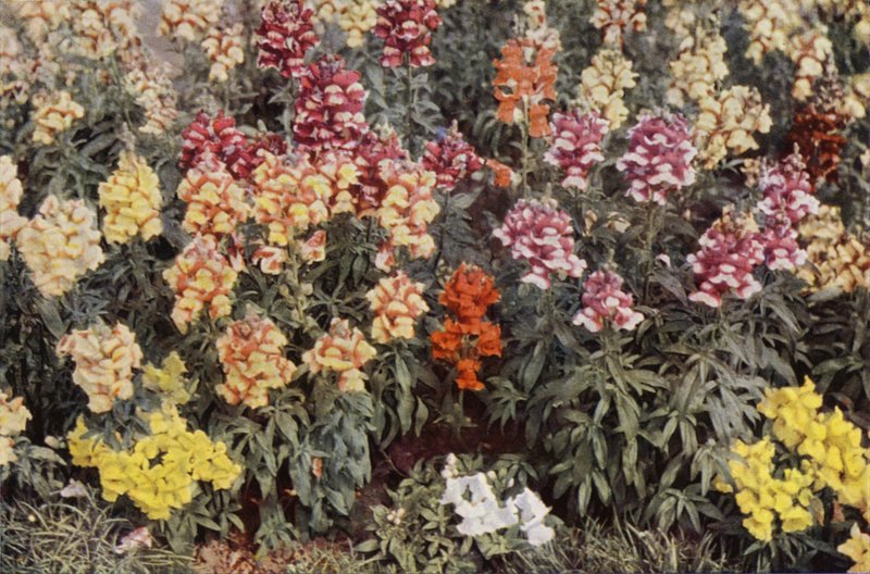 Snapdragons (صورة ملونة) بواسطة تشارلز إسينهيج كورك