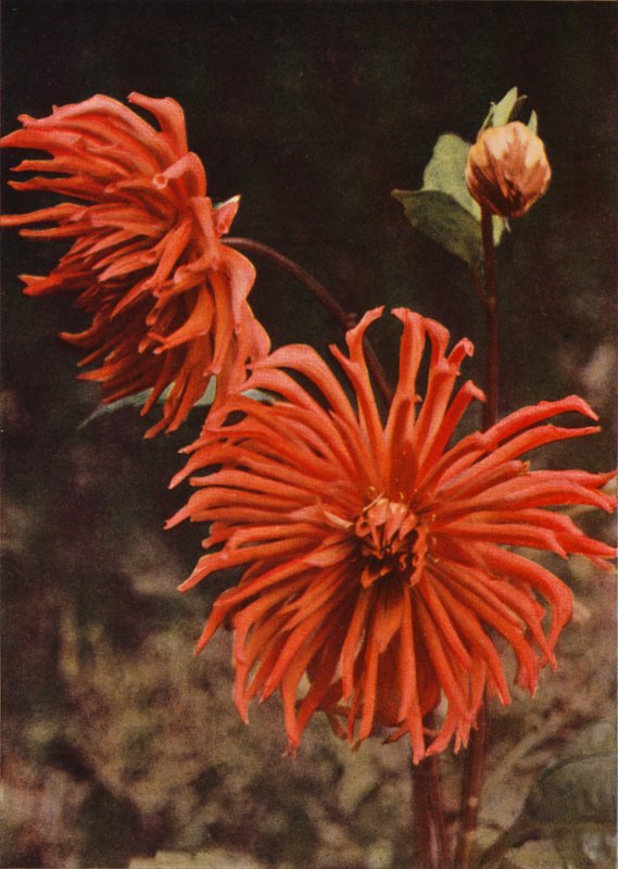 The Cactus Dahlia "Brisbane" (صورة ملونة) بواسطة تشارلز إسينهيج كورك