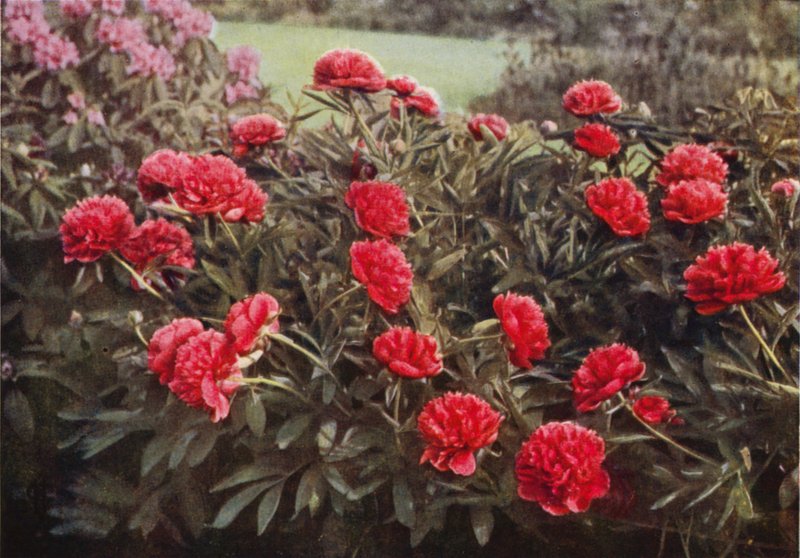 The Old Double Crimson Paeony (صورة ملونة) بواسطة تشارلز إسينهيج كورك