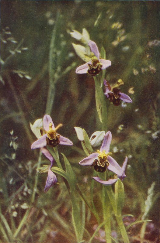 الزهور البرية: Bee Orchis (صورة ملونة) بواسطة تشارلز إسينهيج كورك