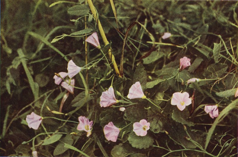 الزهور البرية: Bindweed (صورة ملونة) بواسطة تشارلز إسينهيج كورك