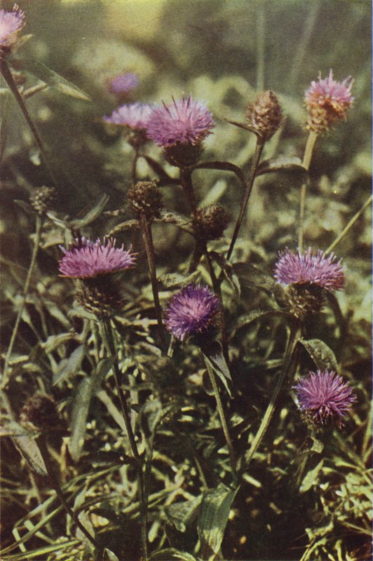 الزهور البرية: Black Knapweed (صورة ملونة) بواسطة تشارلز إسينهيج كورك