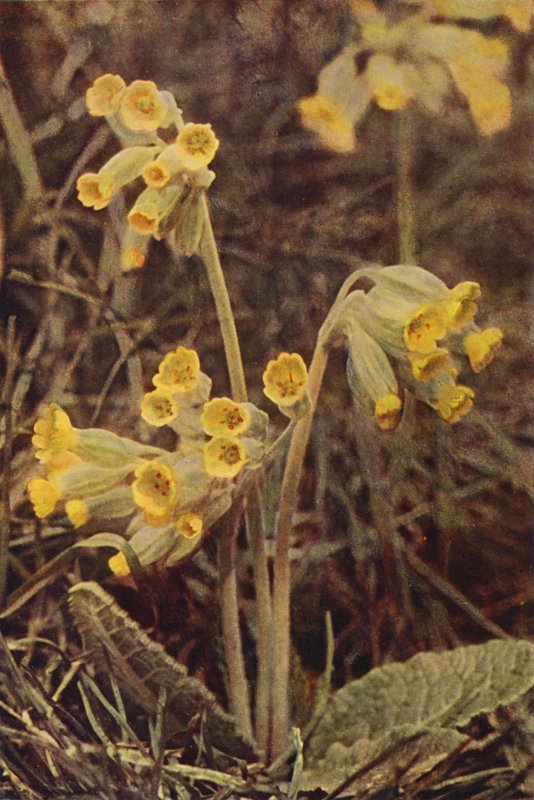 الزهور البرية: Cowslip (صورة ملونة) بواسطة تشارلز إسينهيج كورك