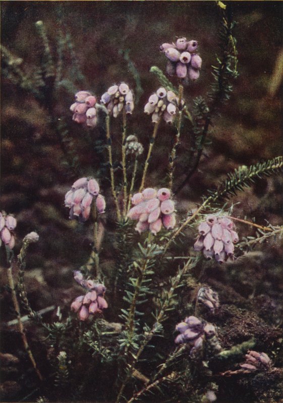 الزهور البرية: Cross-Leaved Heath (صورة ملونة) بواسطة تشارلز إسينهيج كورك
