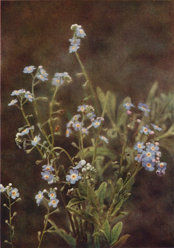 الزهور البرية: Forget-Me-Not (صورة ملونة) بواسطة تشارلز إسينهيج كورك