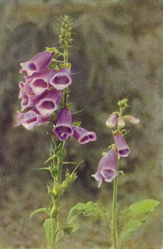 الزهور البرية: Foxglove (صورة ملونة) بواسطة تشارلز إسينهيج كورك