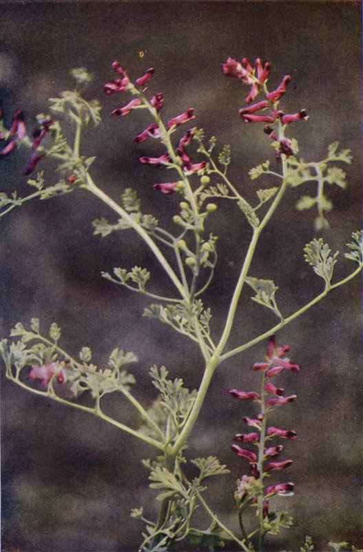 الزهور البرية: Fumitory (صورة ملونة) بواسطة تشارلز إسينهيج كورك