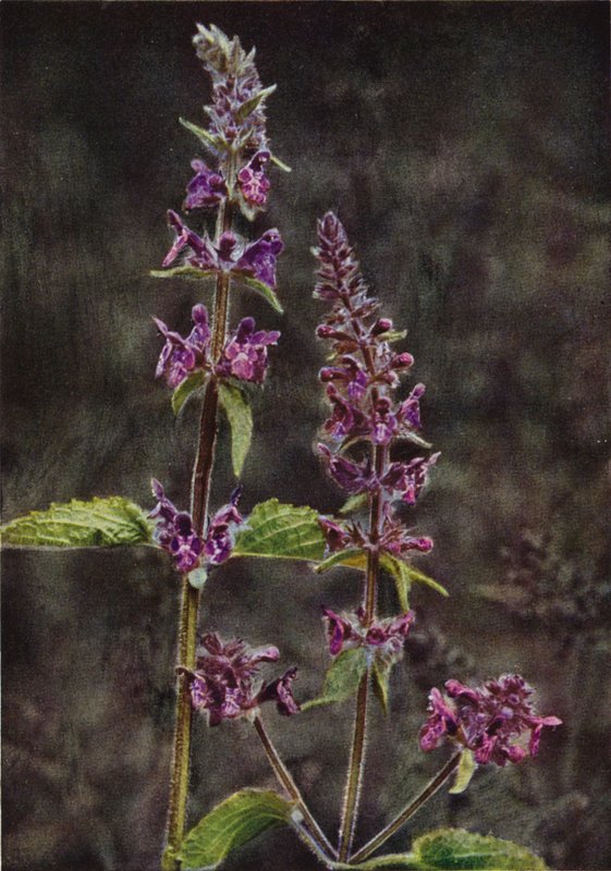 الزهور البرية: Hedge Stachys (صورة ملونة) بواسطة تشارلز إسينهيج كورك