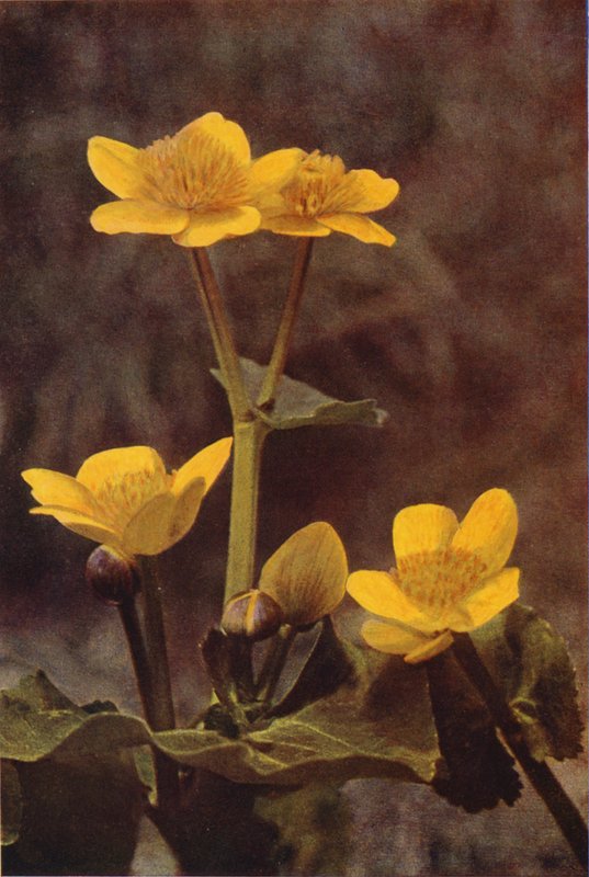 الزهور البرية: Marsh Marigold (صورة ملونة) بواسطة تشارلز إسينهيج كورك
