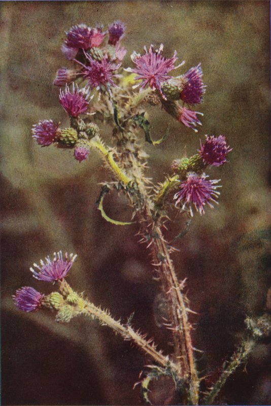 الزهور البرية: Marsh Thistle (صورة ملونة) بواسطة تشارلز إسينهيج كورك