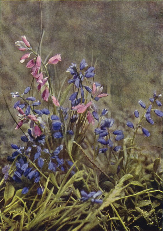 الزهور البرية: Milkwort (صورة ملونة) بواسطة تشارلز إسينهيج كورك
