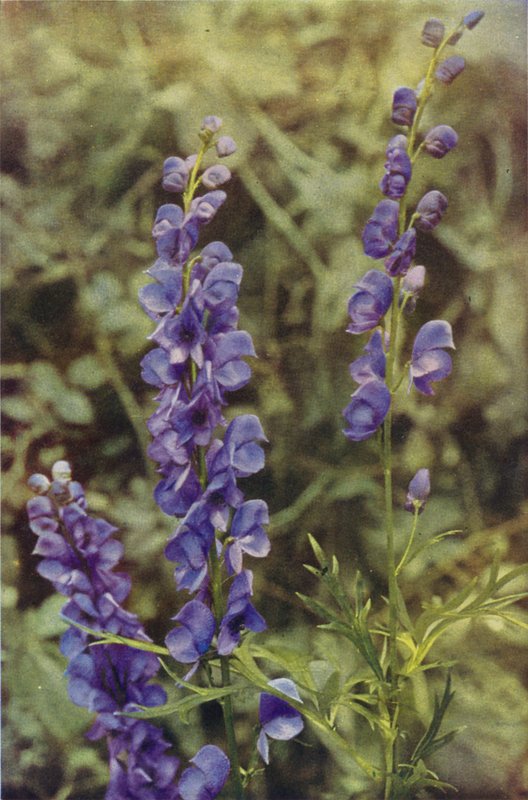 الزهور البرية: Monkshood (صورة ملونة) بواسطة تشارلز إسينهيج كورك