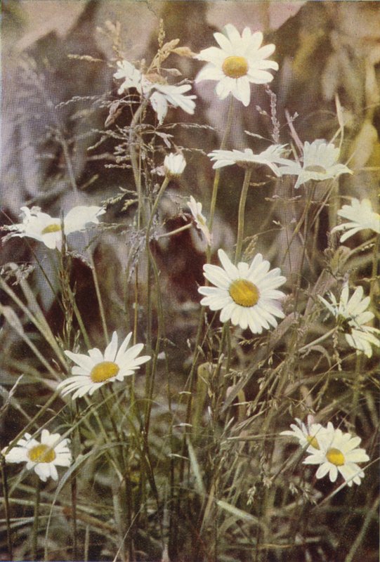 الزهور البرية: Ox-Eye Daisy (صورة ملونة) بواسطة تشارلز إسينهيج كورك