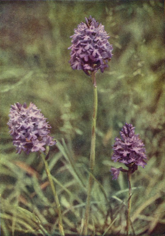 الزهور البرية: Pyramid Orchis (صورة ملونة) بواسطة تشارلز إسينهيج كورك