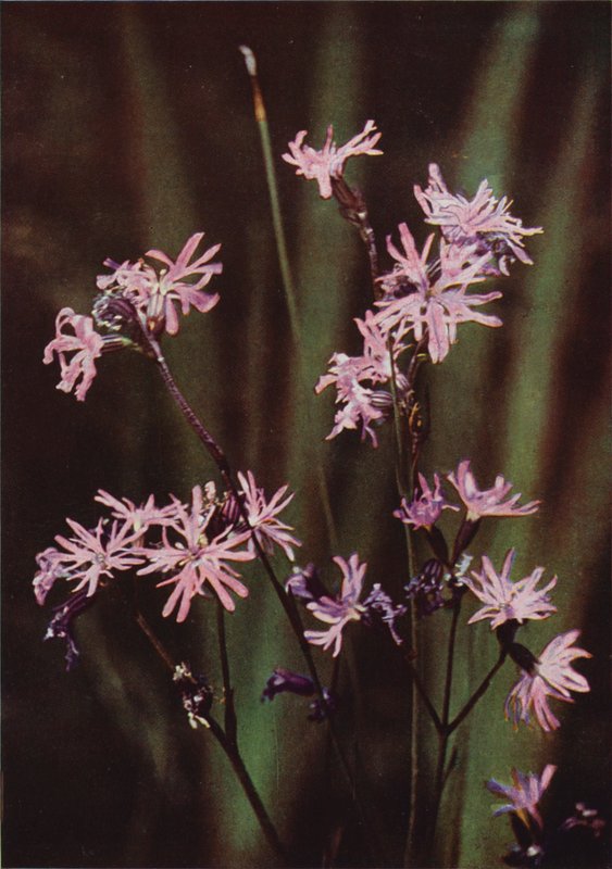 الزهور البرية: Ragged Robin (صورة ملونة) بواسطة تشارلز إسينهيج كورك