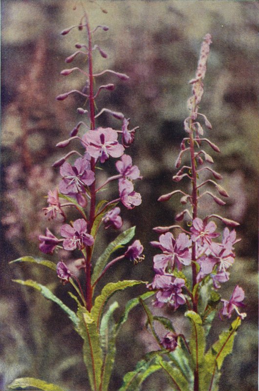 الزهور البرية: Rose-Bay Willow Herb (صورة ملونة) بواسطة تشارلز إسينهيج كورك