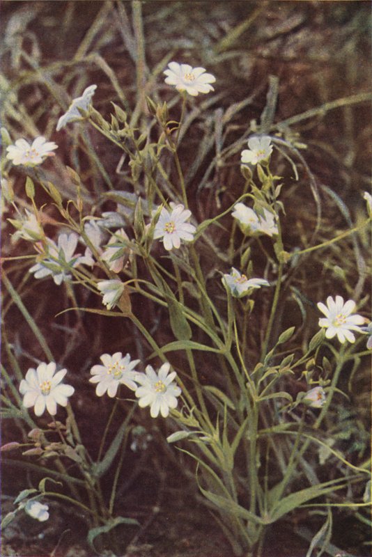 الزهور البرية: Stitchwort (صورة ملونة) بواسطة تشارلز إسينهيج كورك