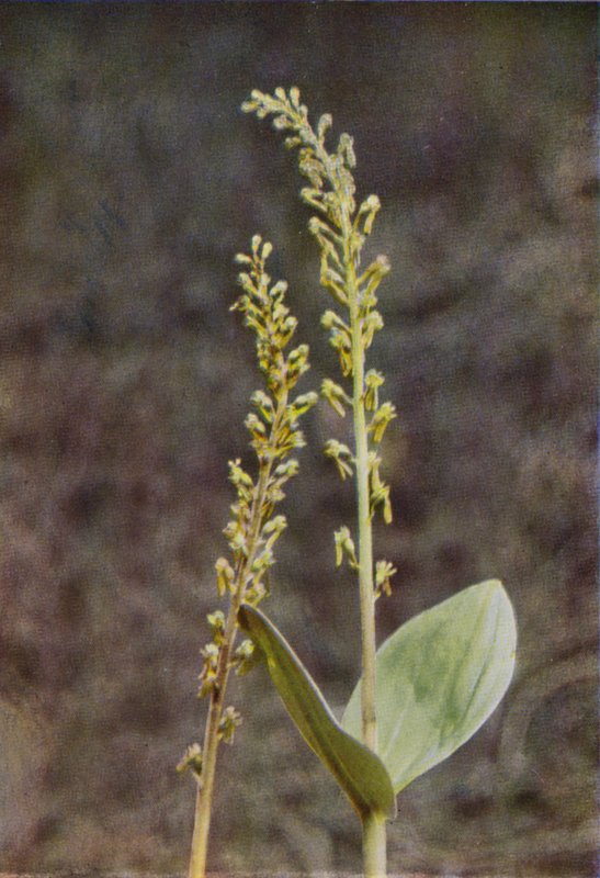 الزهور البرية: Twayblade (صورة ملونة) بواسطة تشارلز إسينهيج كورك