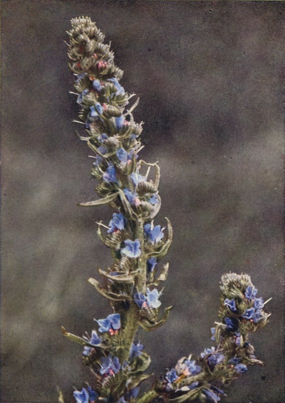 الزهور البرية: Viper Bugloss (صورة ملونة) بواسطة تشارلز إسينهيج كورك