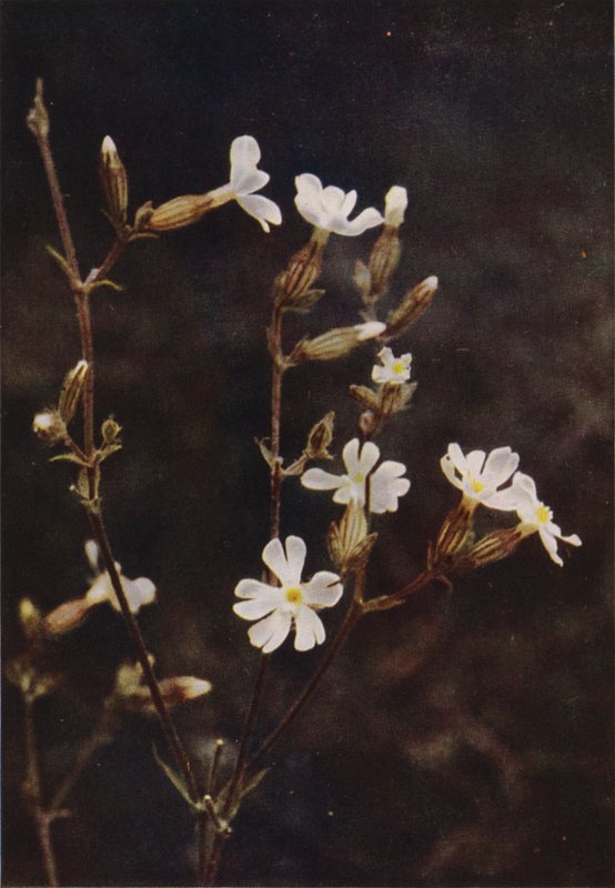 الزهور البرية: White Campion (صورة ملونة) بواسطة تشارلز إسينهيج كورك