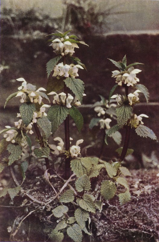 الزهور البرية: White Deadnettle (صورة ملونة) بواسطة تشارلز إسينهيج كورك