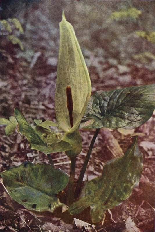 الزهور البرية: Wild Arum (صورة ملونة) بواسطة تشارلز إسينهيج كورك