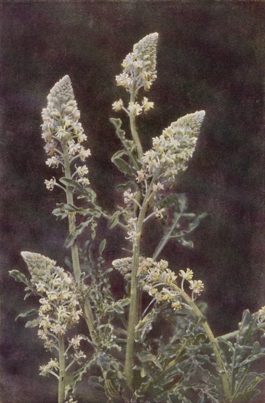 الزهور البرية: Wild Mignonette (صورة ملونة) بواسطة تشارلز إسينهيج كورك