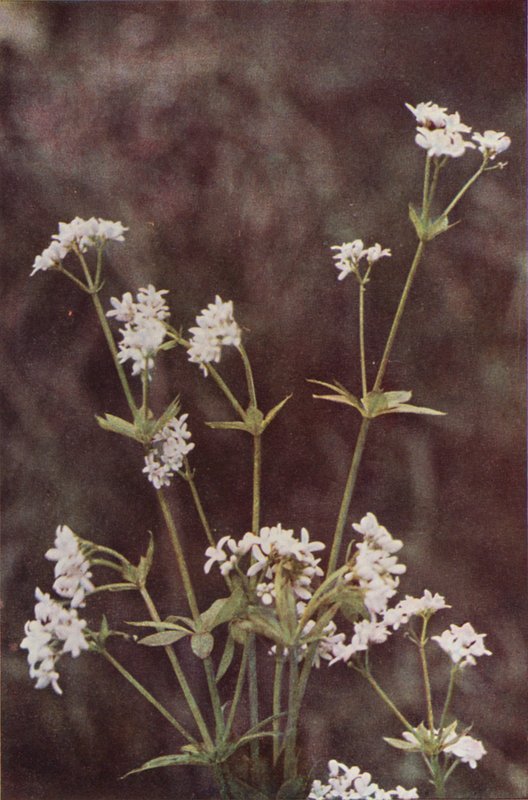الزهور البرية: Woodruff (صورة ملونة) بواسطة تشارلز إسينهيج كورك