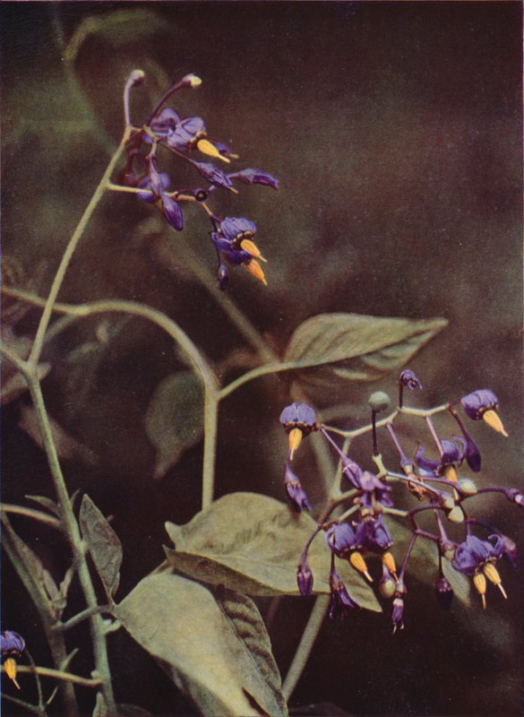 الزهور البرية: Woody Nightshade (صورة ملونة) بواسطة تشارلز إسينهيج كورك