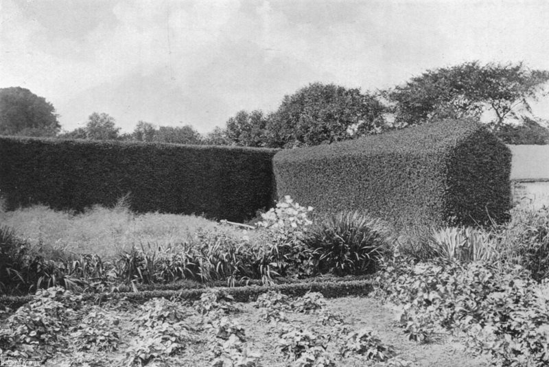 Box Hedges in Kitchen Garden (b/w photo) بواسطة تشارلز لاثام