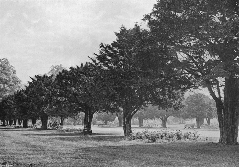 The Yews at Hampton Court To-Day (صورة b / w) بواسطة تشارلز لاثام