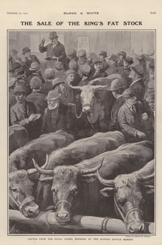 Cattle from the royal farms at Windsor on sale at Slough cattle market, Berkshire (litho) بواسطة تشارلز ميلز (بعد) شيلدون