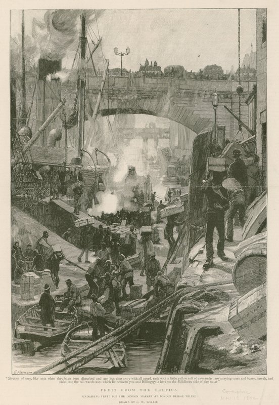 Fruit from the Tropics (engraving) بواسطة تشارلز ويليام ويلي