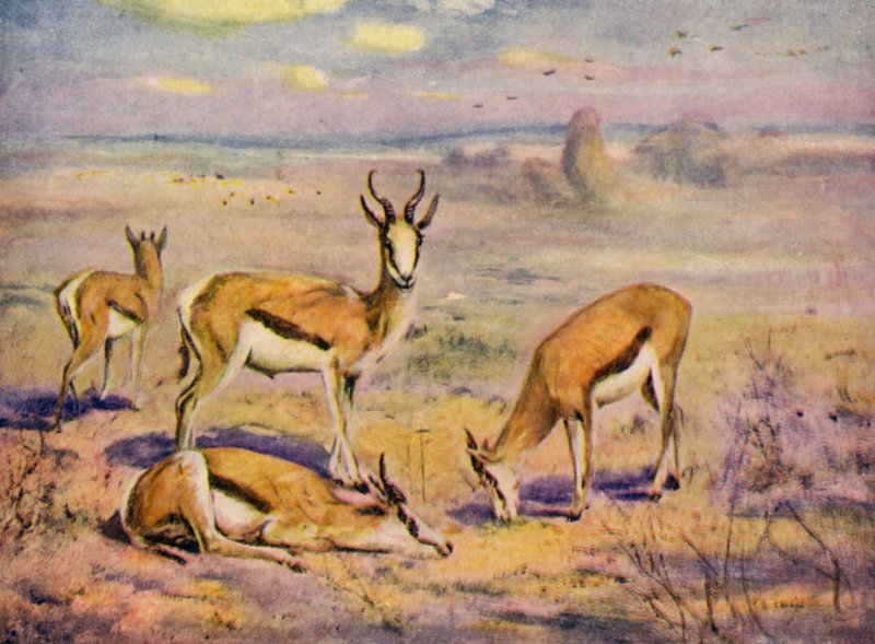 في حديقة الحيوان: Springboks (لون ليثو) بواسطة كوثبرت إدموند سوان