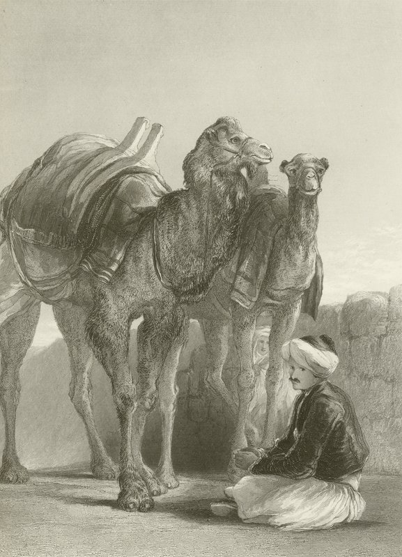 مجموعة من الجمال في سميرنا بواسطة ديفيد ويلكي