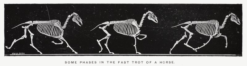 Eadweard Muybridge: بعض مراحل الهرولة السريعة للحصان (صورة بالأبيض والأسود) بواسطة ايدويرد مويبريدج