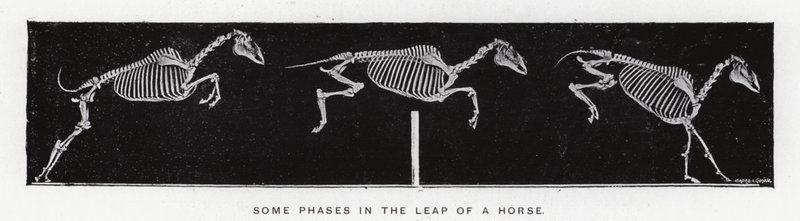 Eadweard Muybridge: بعض مراحل قفزة الحصان (صورة بالأبيض والأسود) بواسطة ايدويرد مويبريدج