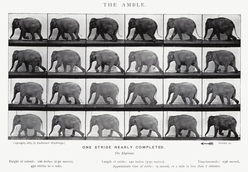 Eadweard Muybridge: The Amble (b/w photo) بواسطة ايدويرد مويبريدج