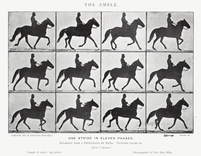 Eadweard Muybridge: The Amble (صورة b / w) بواسطة ايدويرد مويبريدج